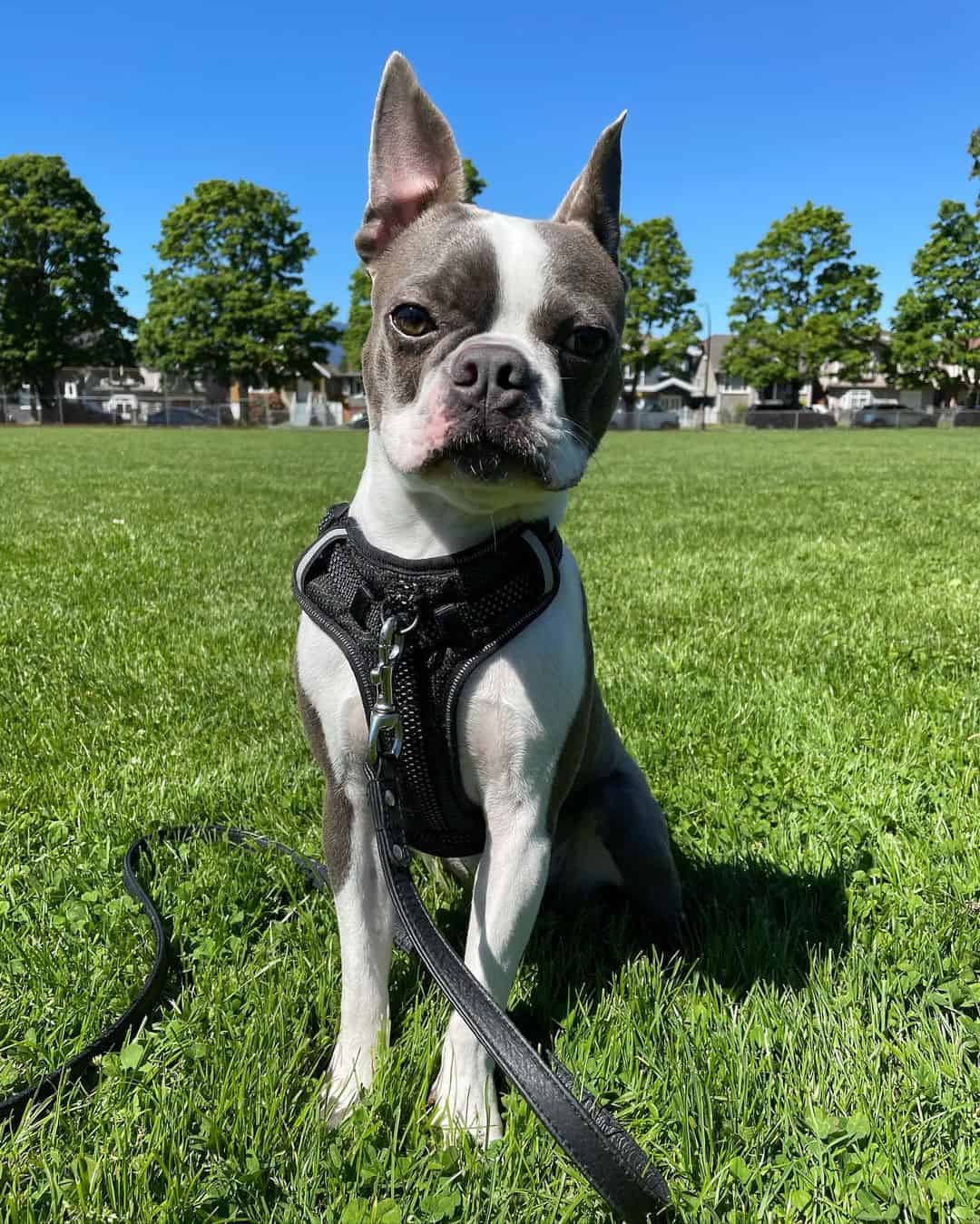 blue boston terrier in nature enjoying