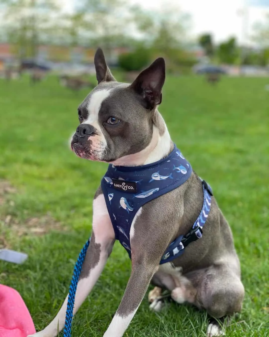 blue boston terrier in park