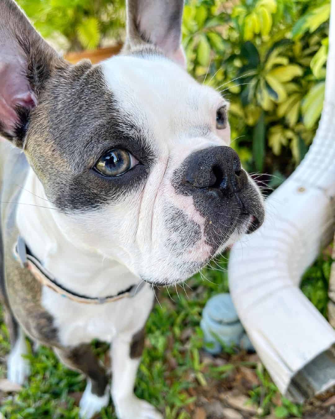 blue boston terrier