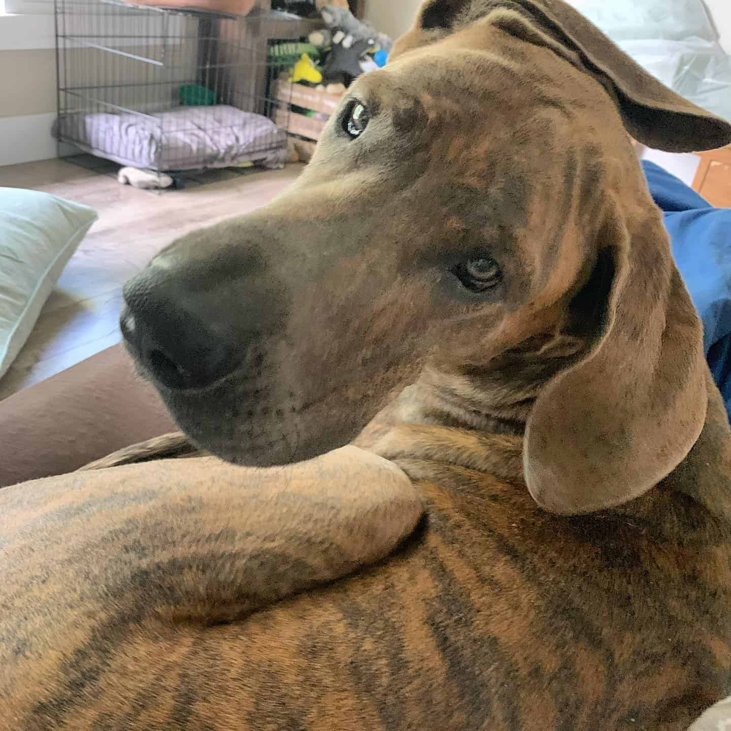 blue brindle great dane