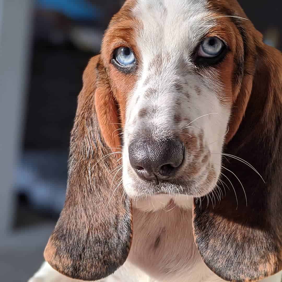 blue eyed basset hound