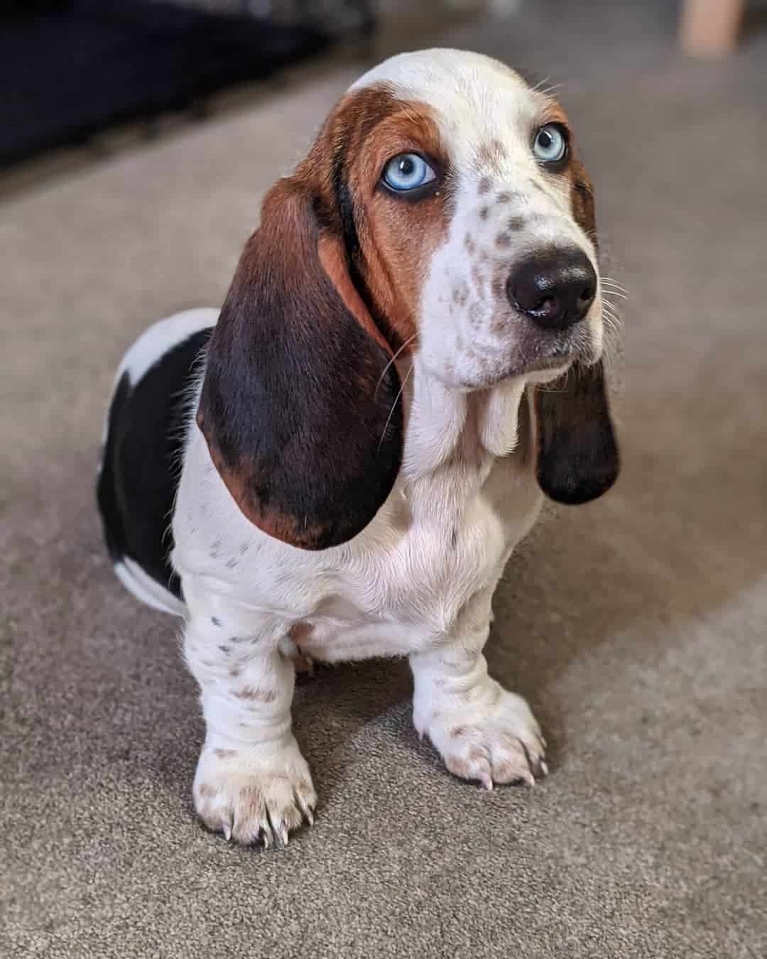 blue eyed basset hounds dog