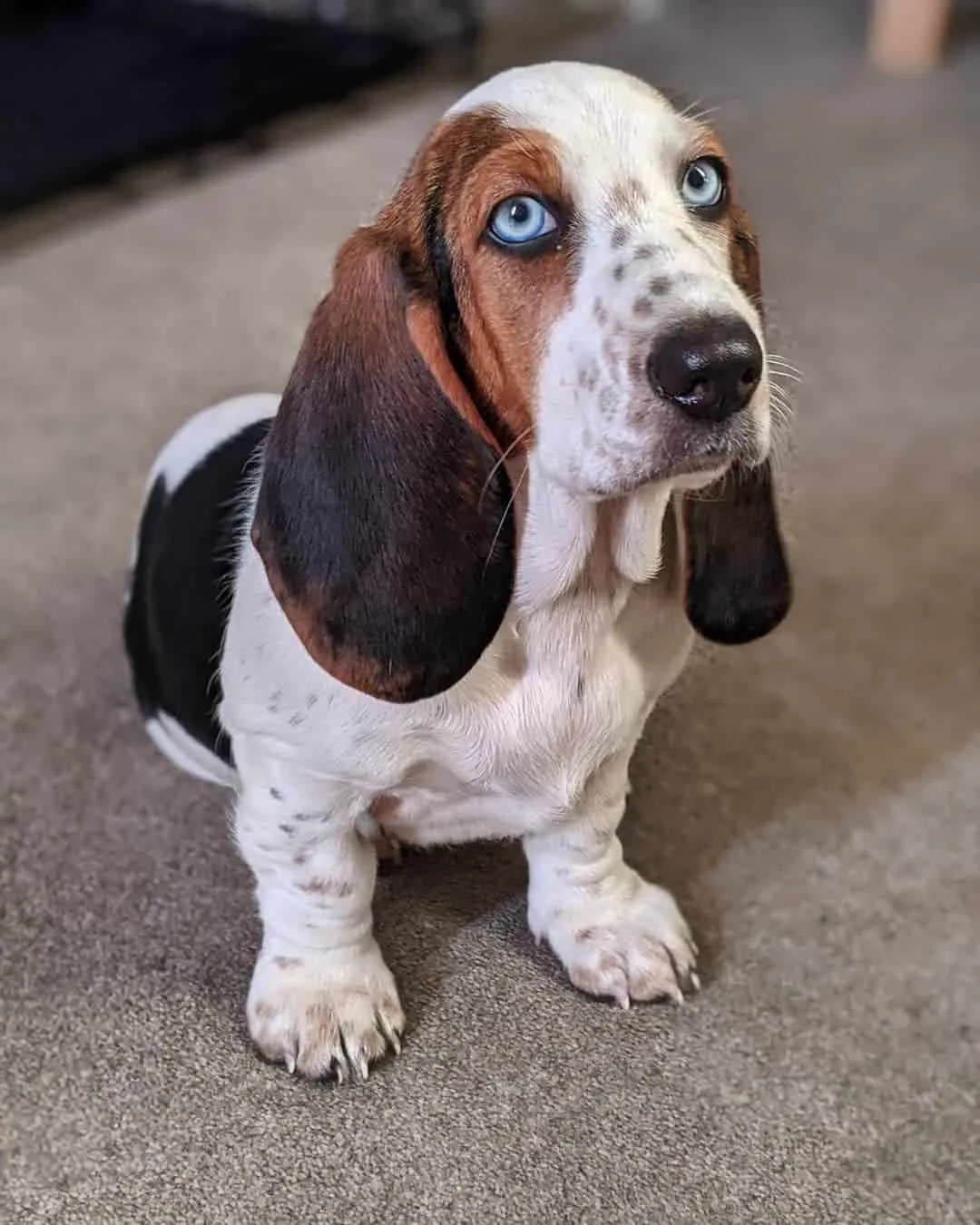 blue eyed basset hounds dog
