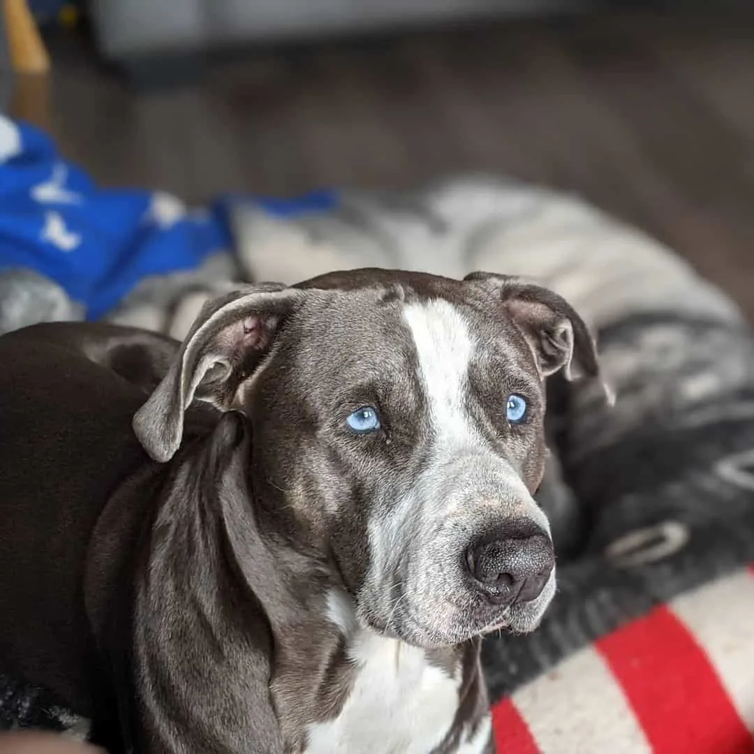 blue eyed pitbull dog at home