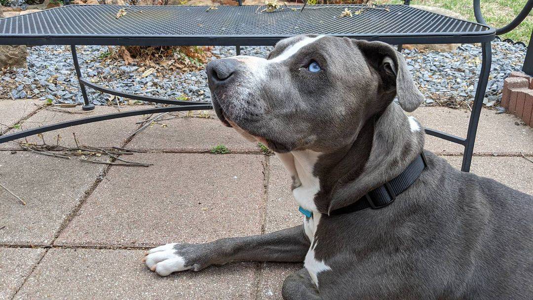 blue eyed pitbull taking rest