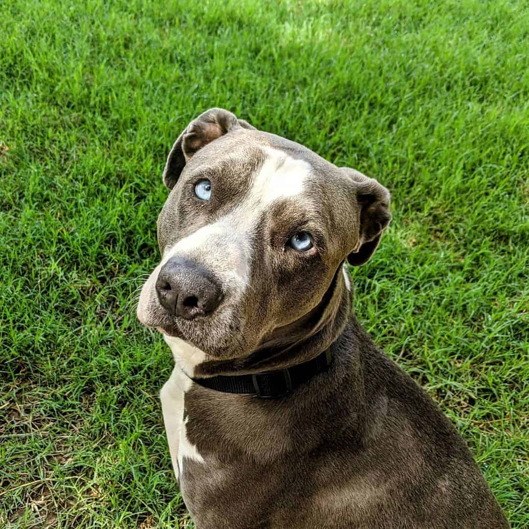 blue eyed pitbull