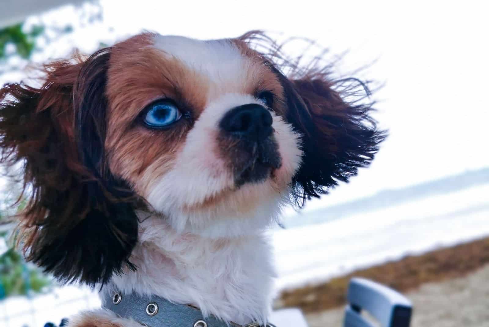 blue eyed shih tzu in focus photography