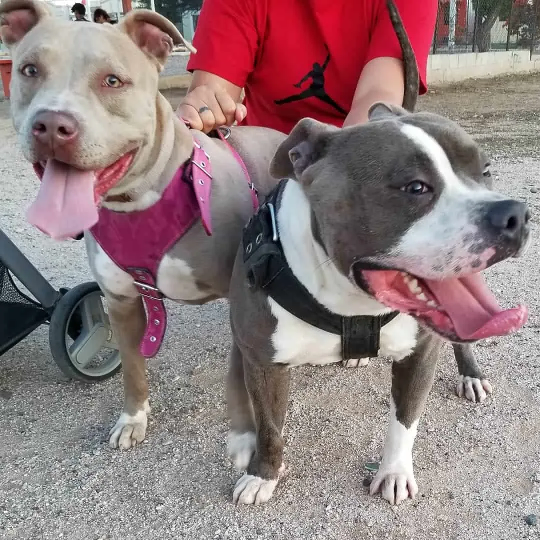 blue fawn and white pitbull