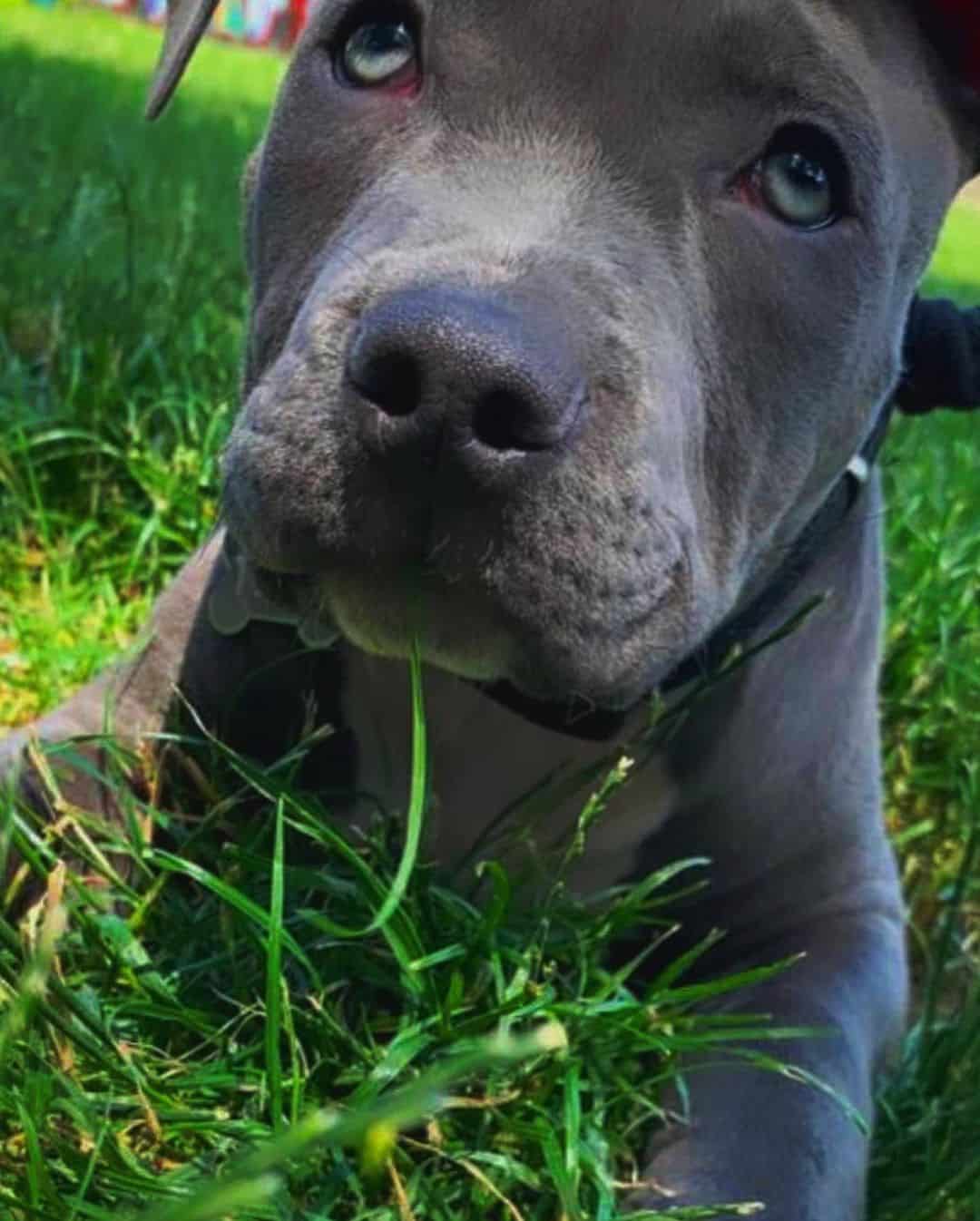 blue fawn blue nose pitbull