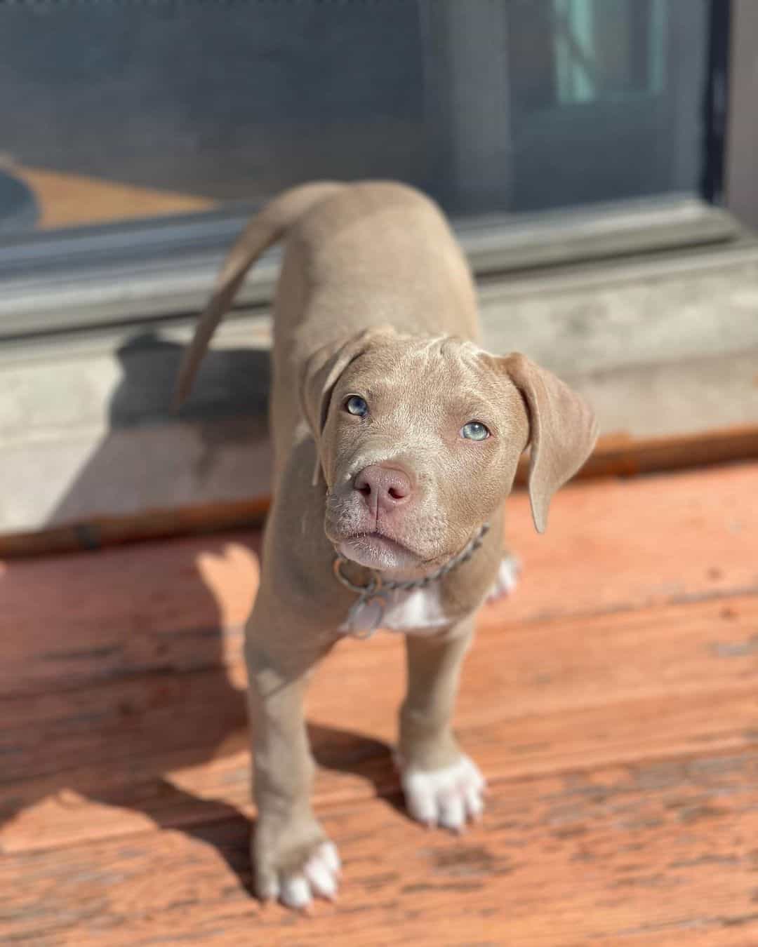 blue fawn pitbull