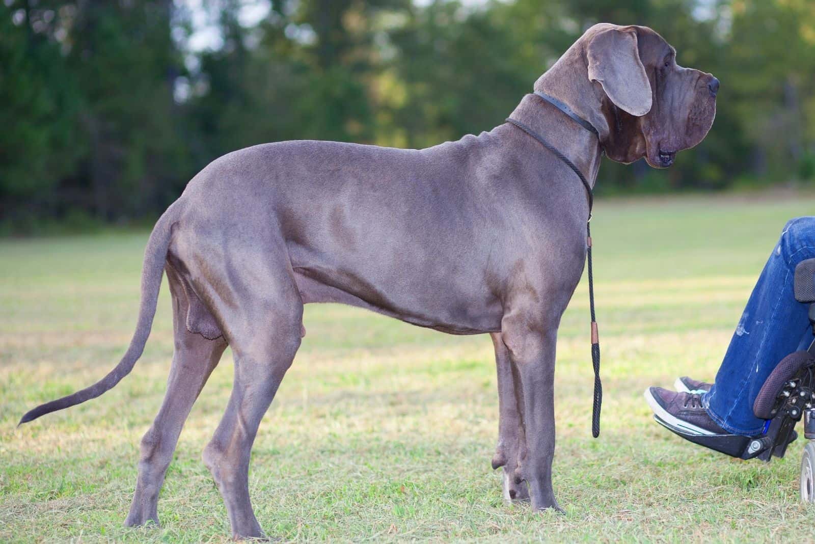 blue great dane facing its owner in a wheelchair