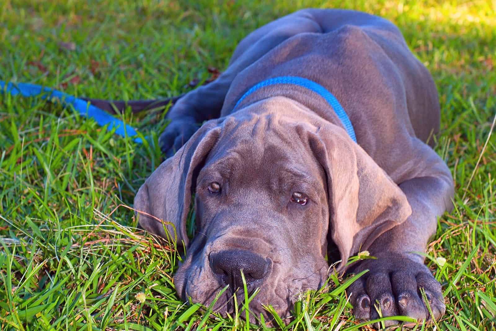 blue great dane puppy lying down in the lawn