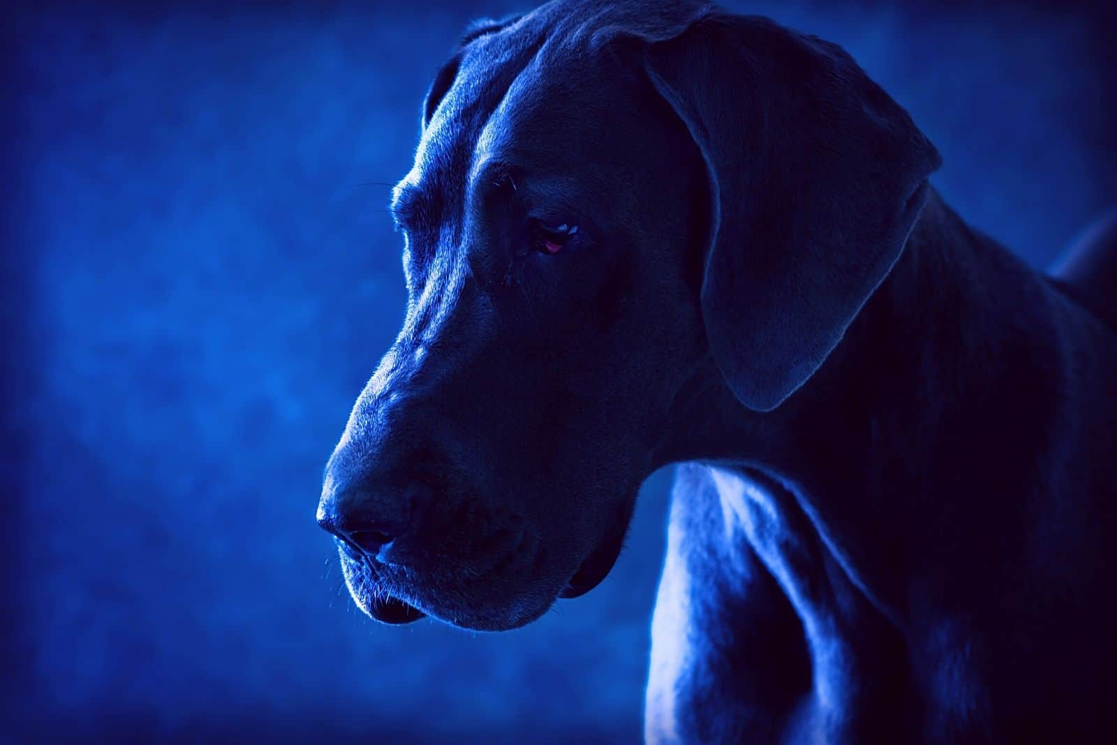 blue great dane in a dramatic studio lighting