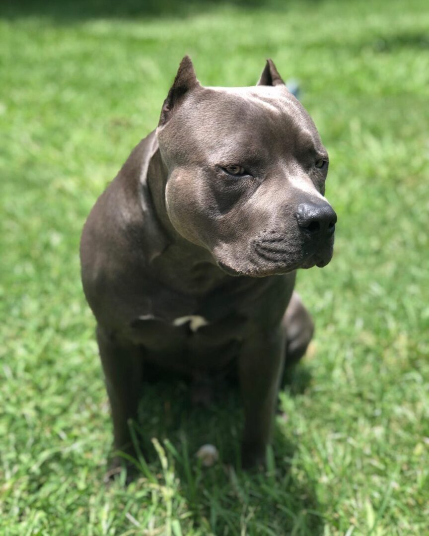 Grey Pitbull Everything You Should Know About These Rare Gems