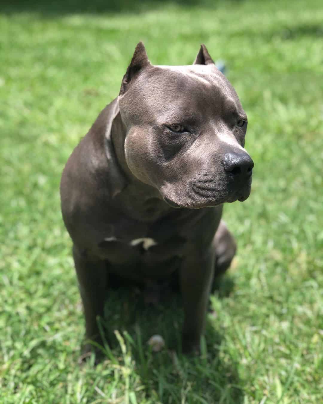 blue grey pitbull