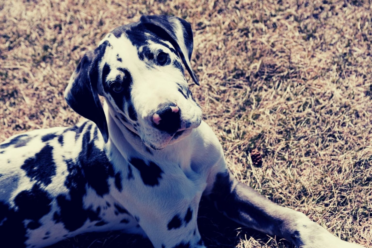 Blue Great Dane Do These Gentle Giants Really Come In Blue?