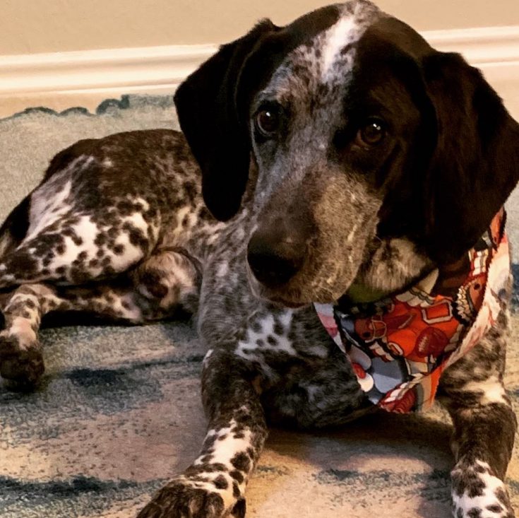 Blue Basset Hound A Very Rare Breed, Or A Error?