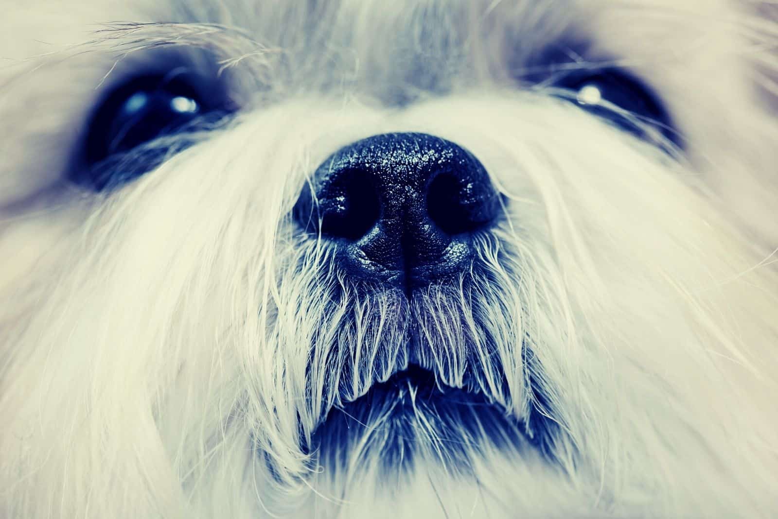 blue nose shih tzu in focus photography