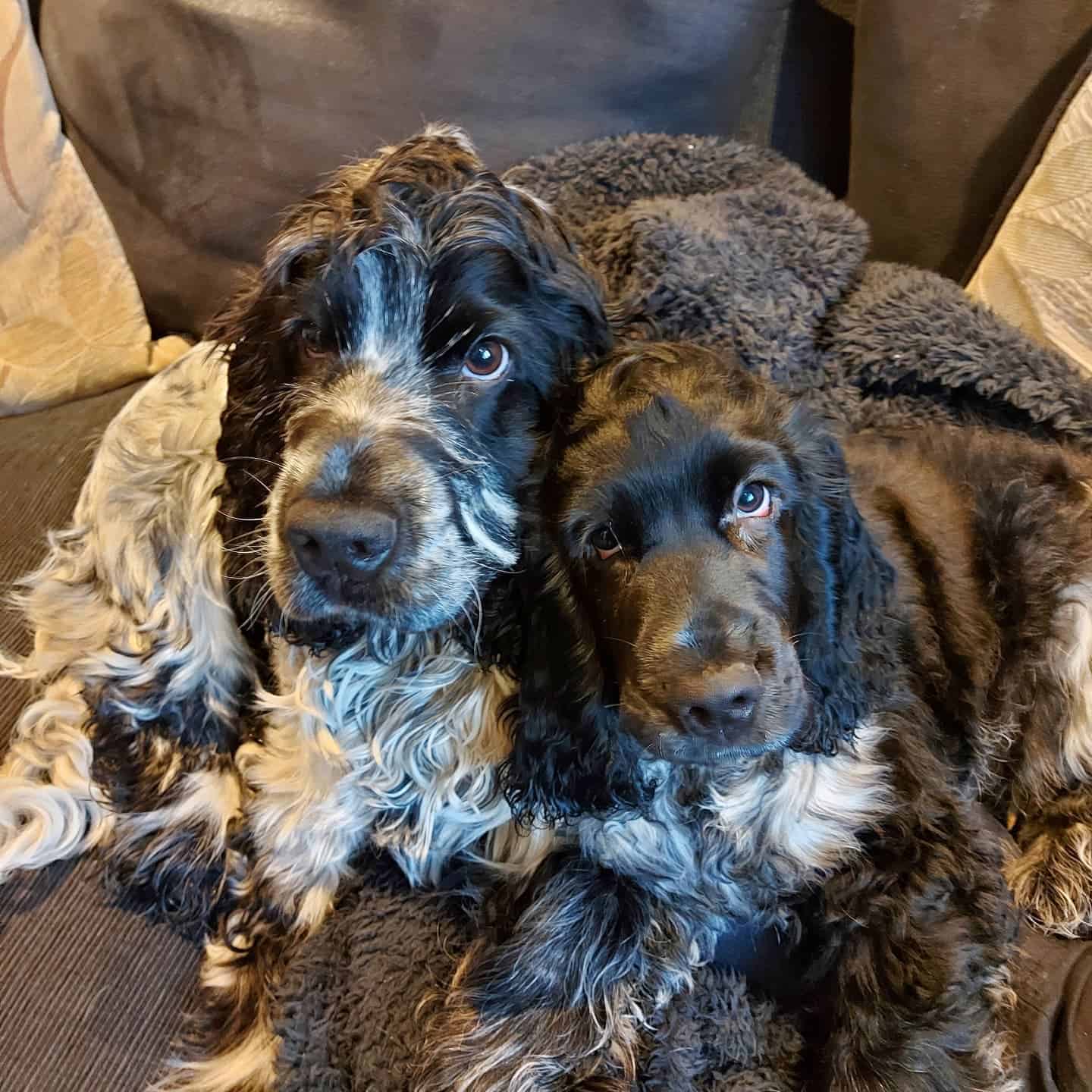 blue roan cocker spaniels