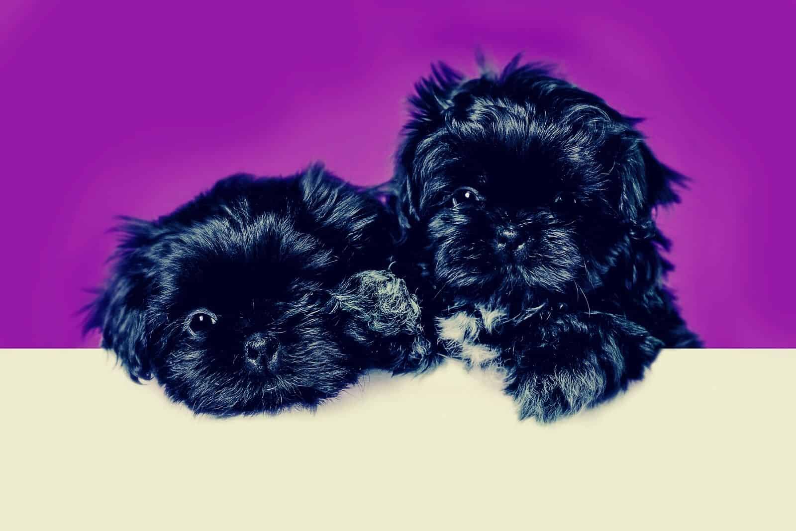 blue shih tzu puppies lying down next to each other in purple background