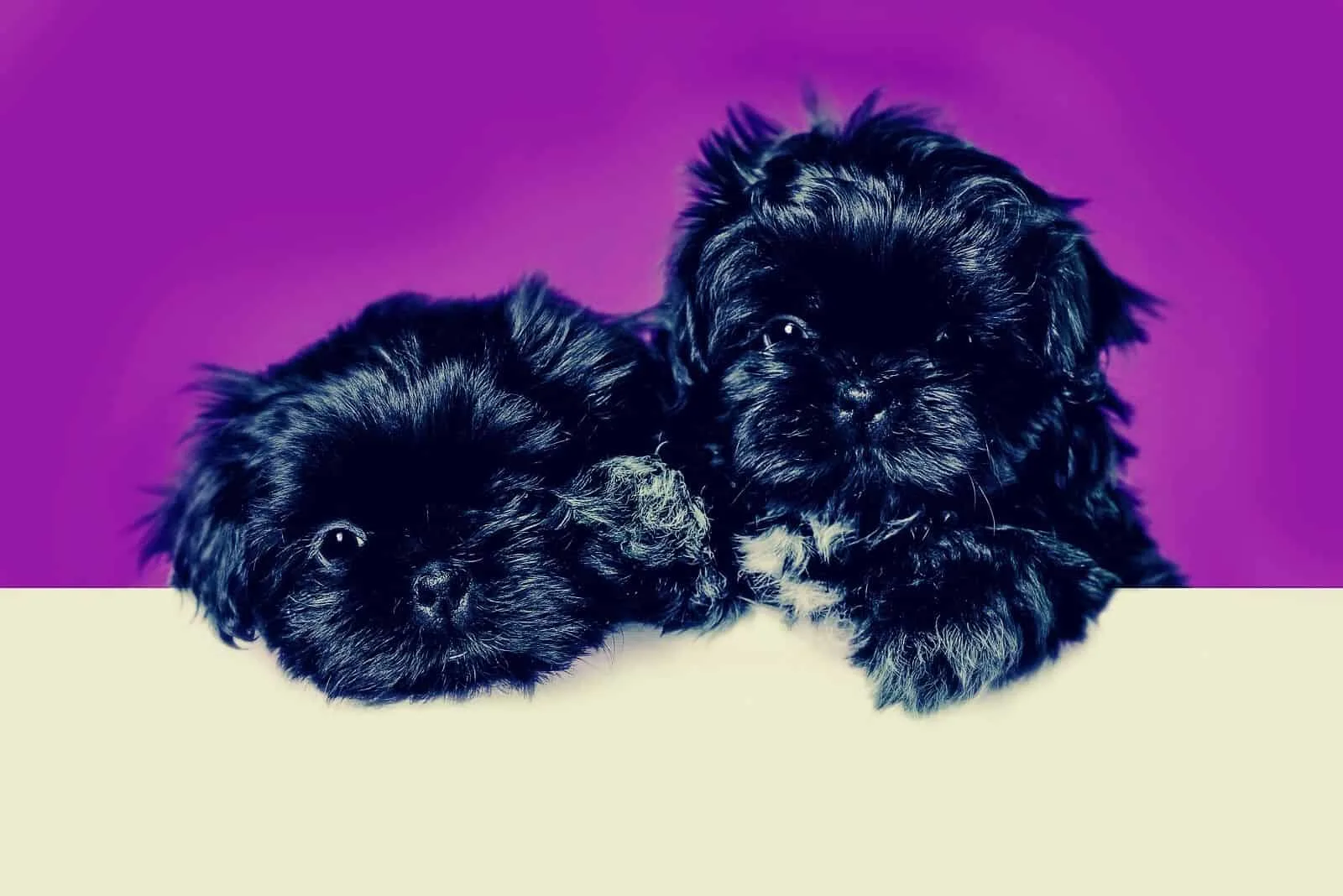 blue shih tzu puppies lying down next to each other in purple background
