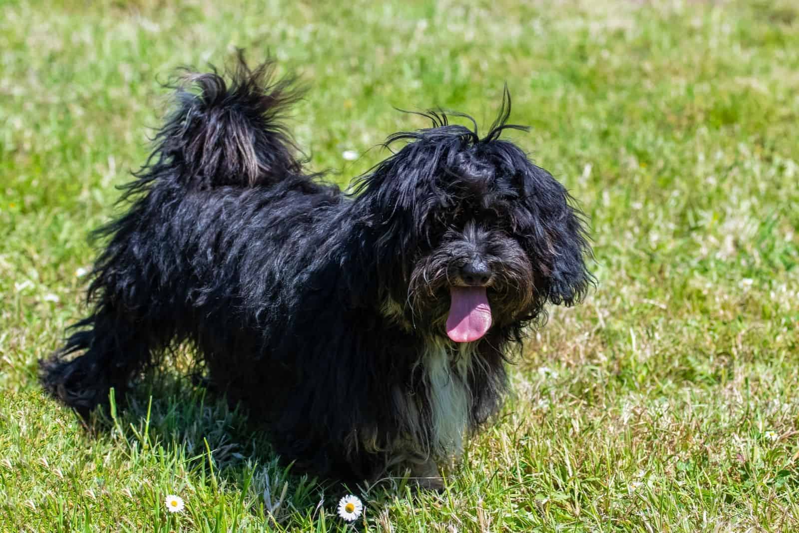 blue shih tzu standing in the lawn looking at the camera