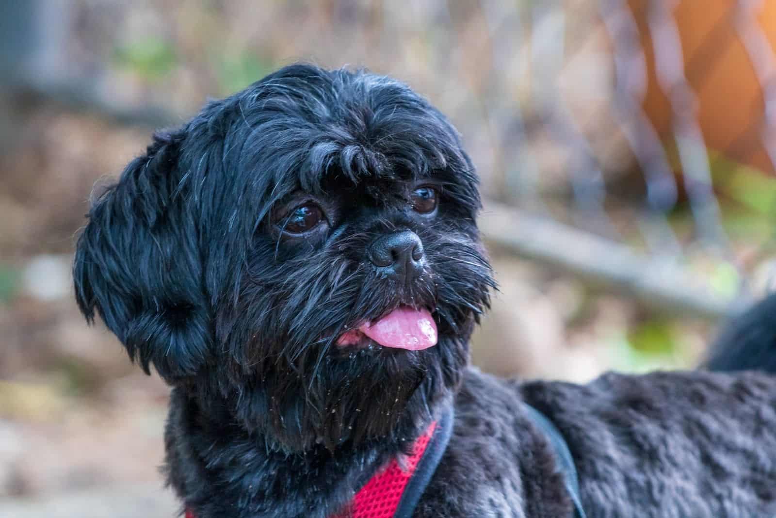 blue shih tzu standing outdoors in cropped image
