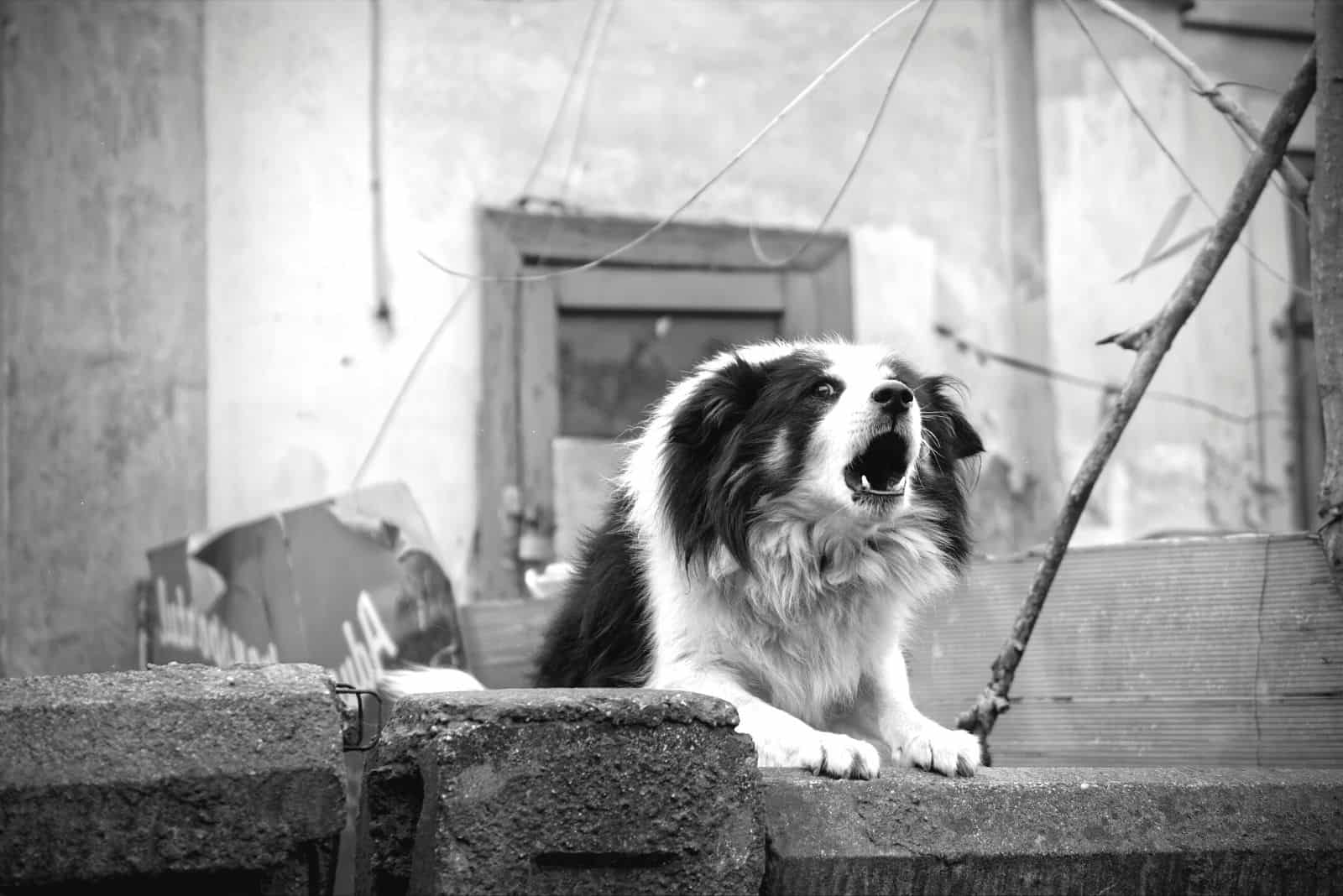 border collie barking in monochrome photo