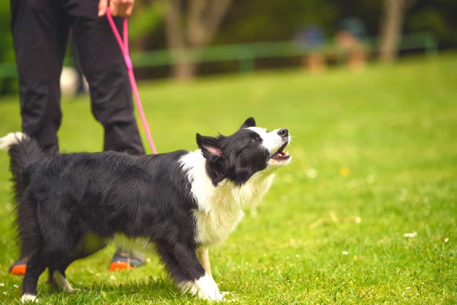 border collie barking while on leash with the owner