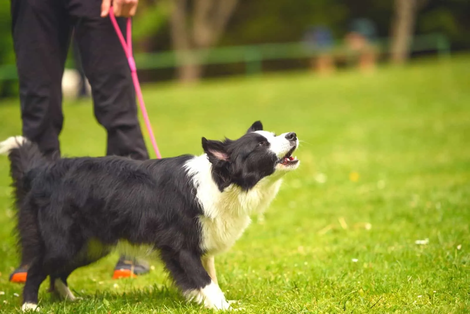 do rough collie bark a lot