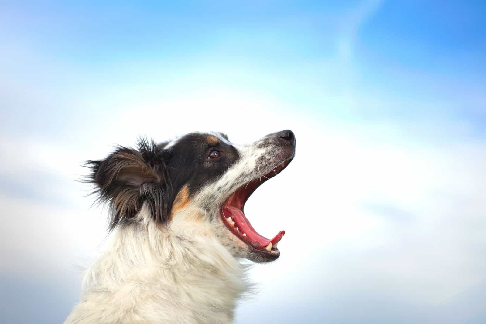 border collie barks at the blue light sky