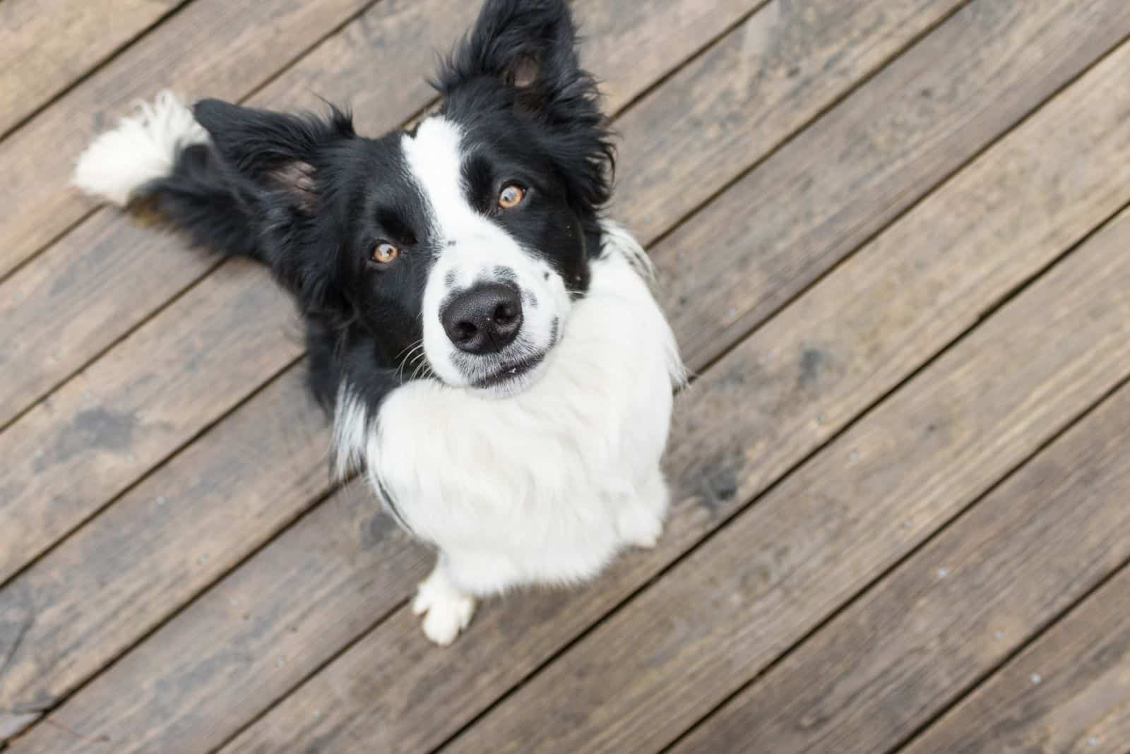 border collie on wood platform looking up at the camera
