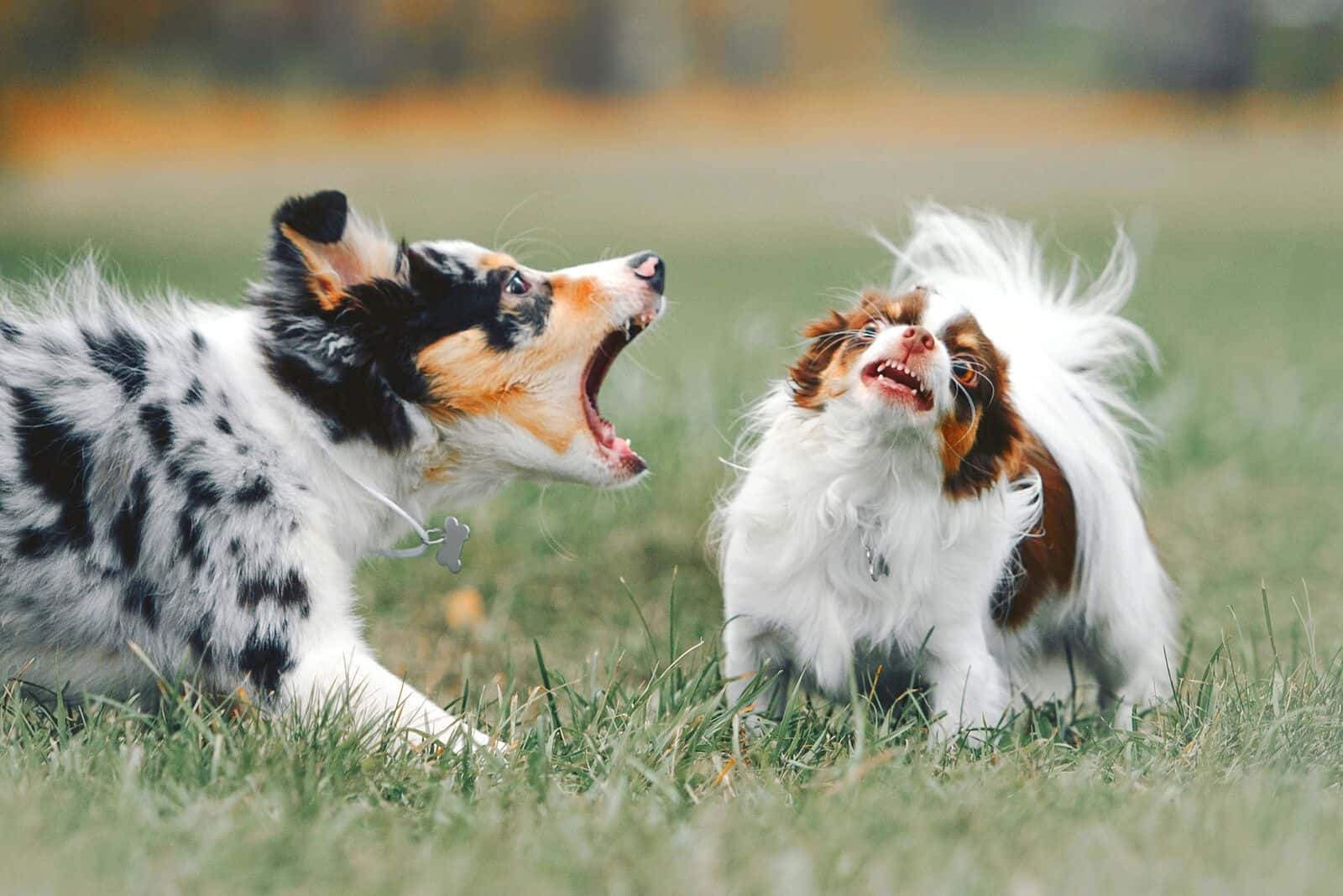 do rough collie bark a lot