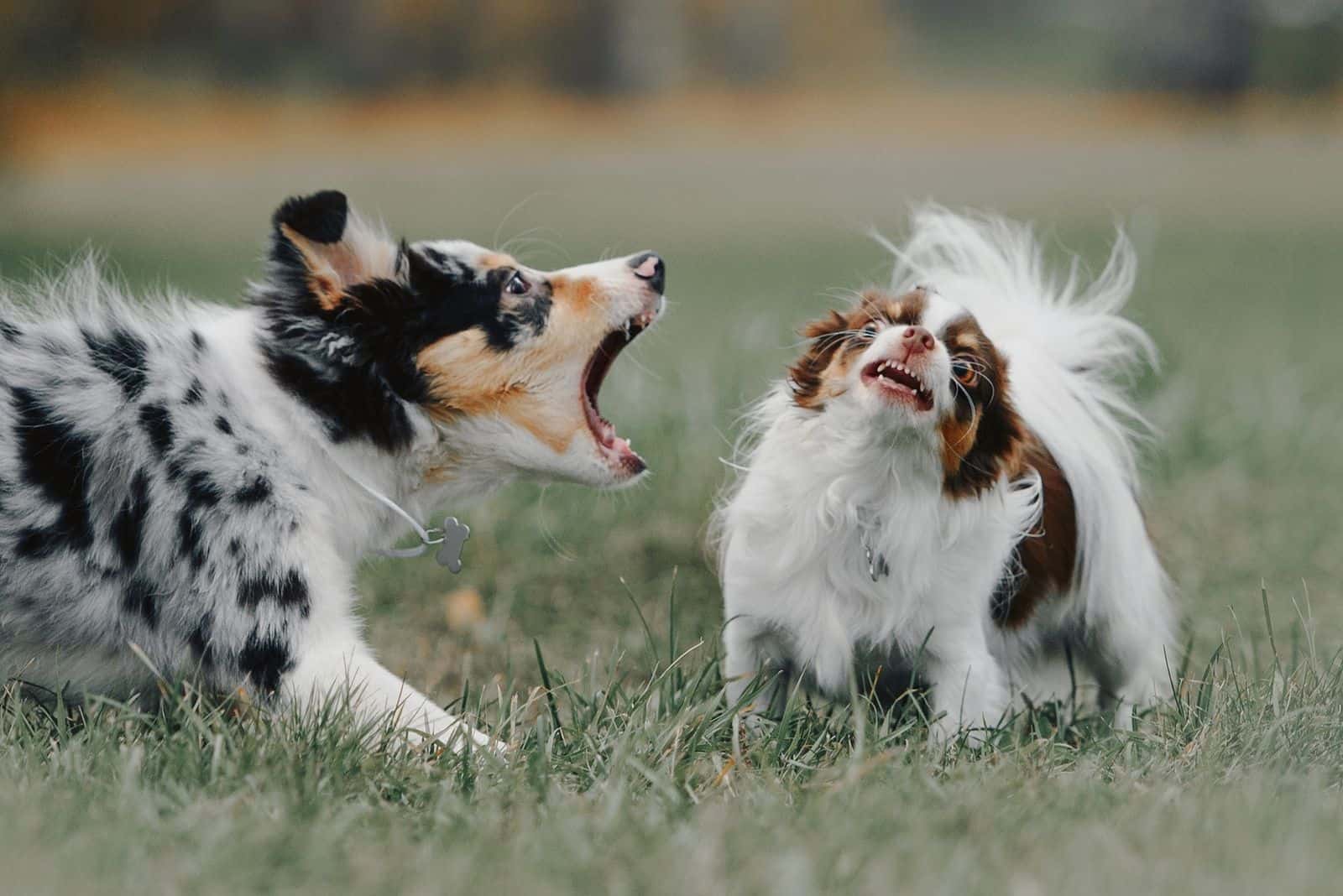 border collie puppy barking at a chihuahuadog outdoors