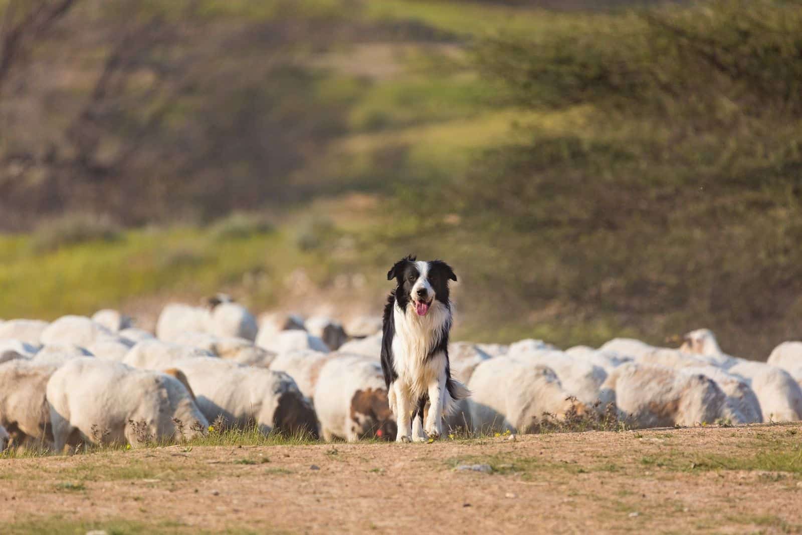 border collie standing behind the herd of sheep