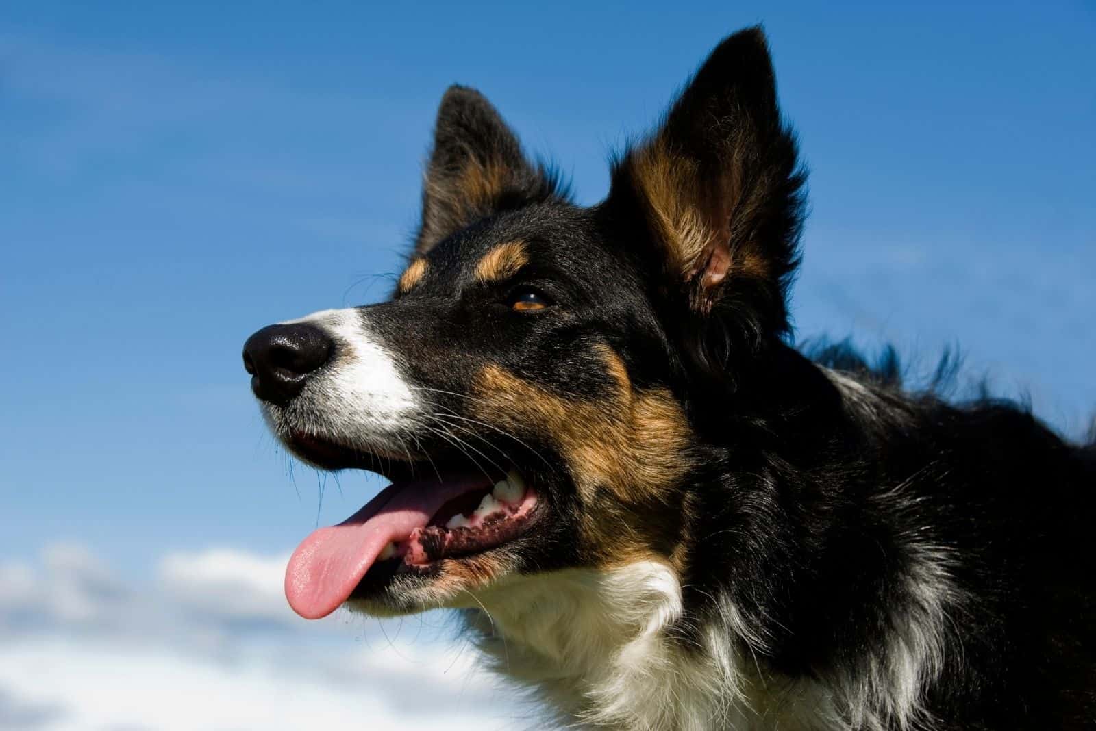 border collie tri color in head shot with the horizon as the background