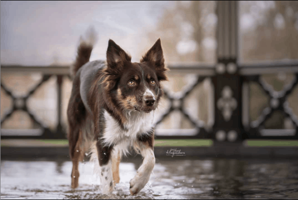 border collies walking