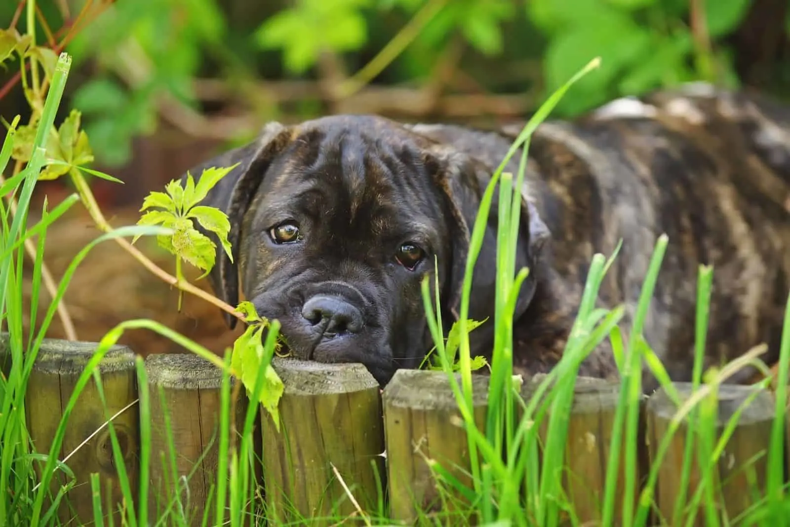 brindle cane corso puppy lying down in the grass