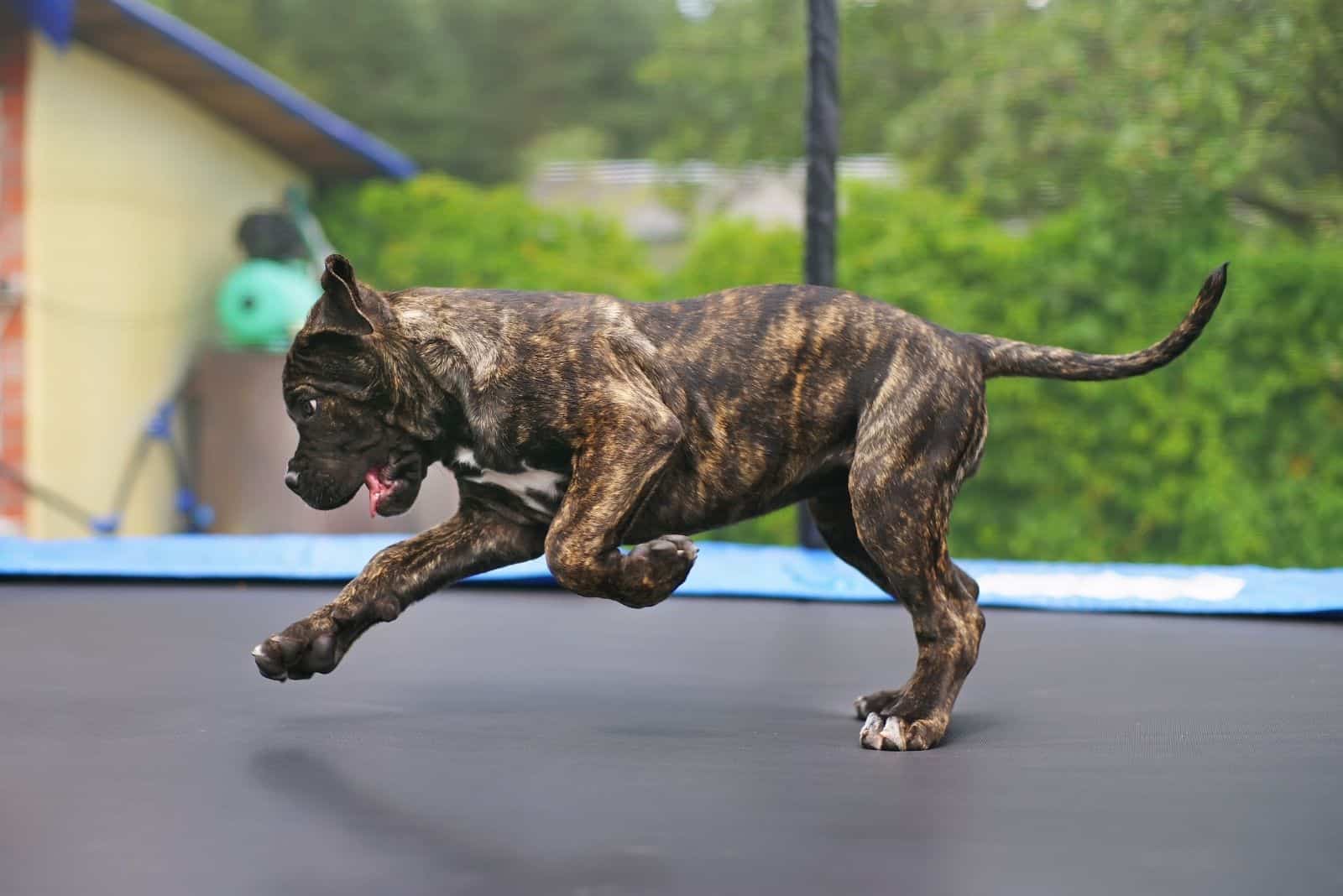 brindle cane corso puppy jumping outdoors in the trampoline