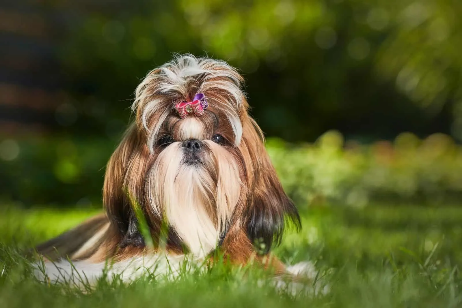 brindle white shih tzu with clip on hair sitting outdoors