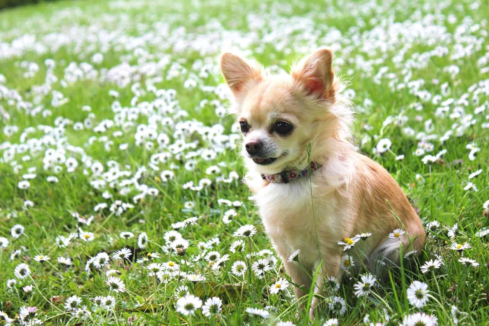brown chihuahua sitting on the green grass with white small flowers 