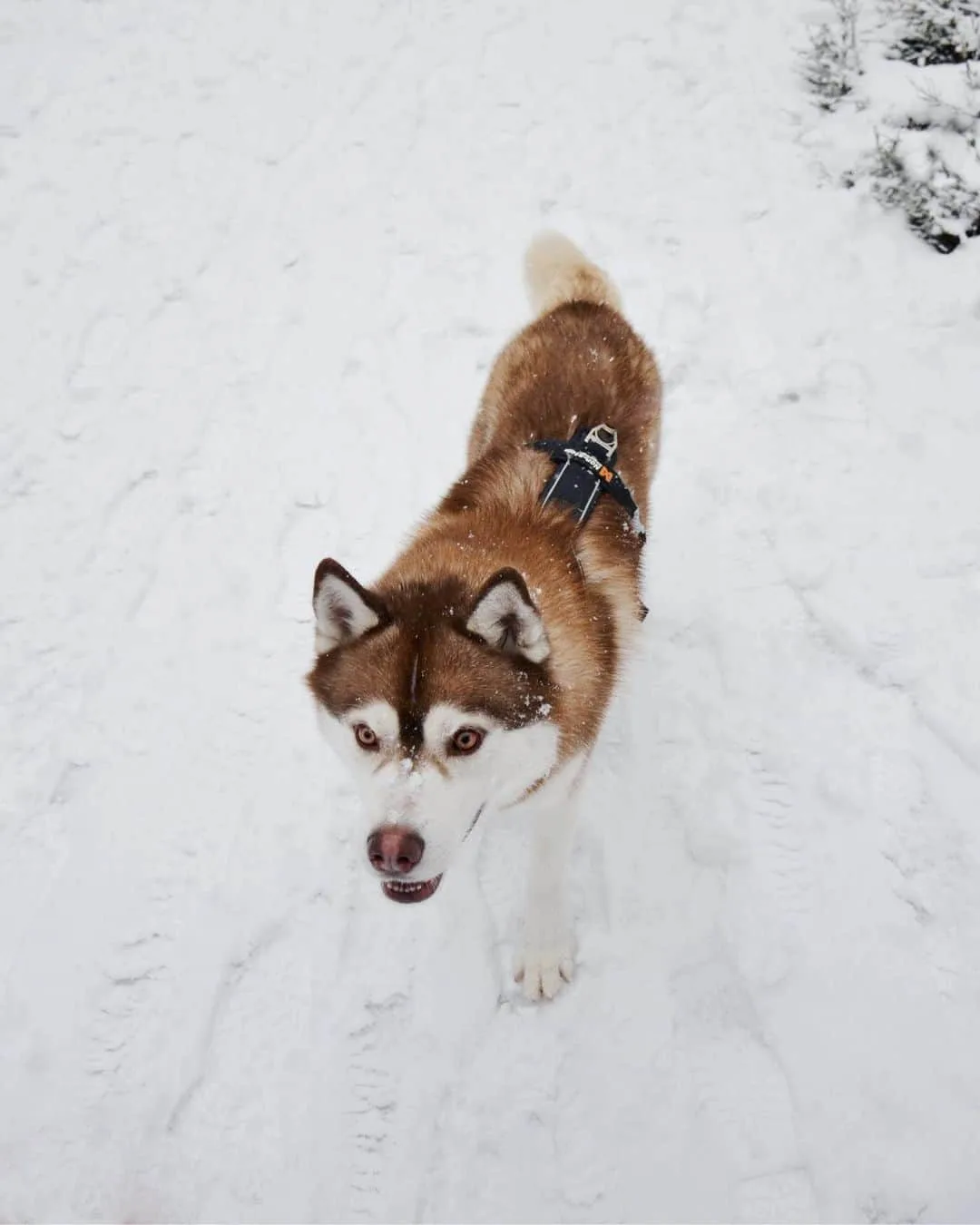 brown husky during the winter