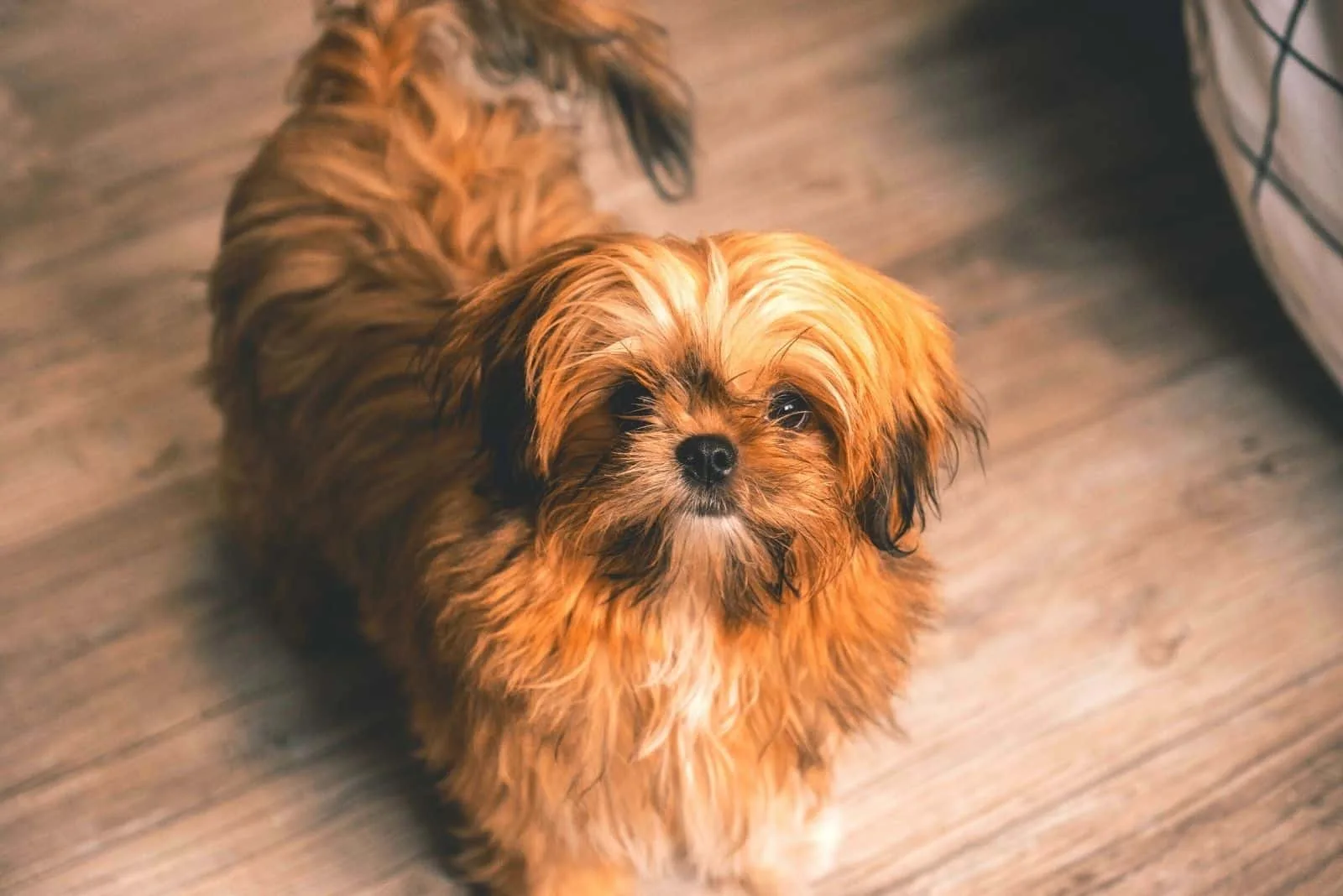 brown shih tzu puppy looking up at the camera inside home