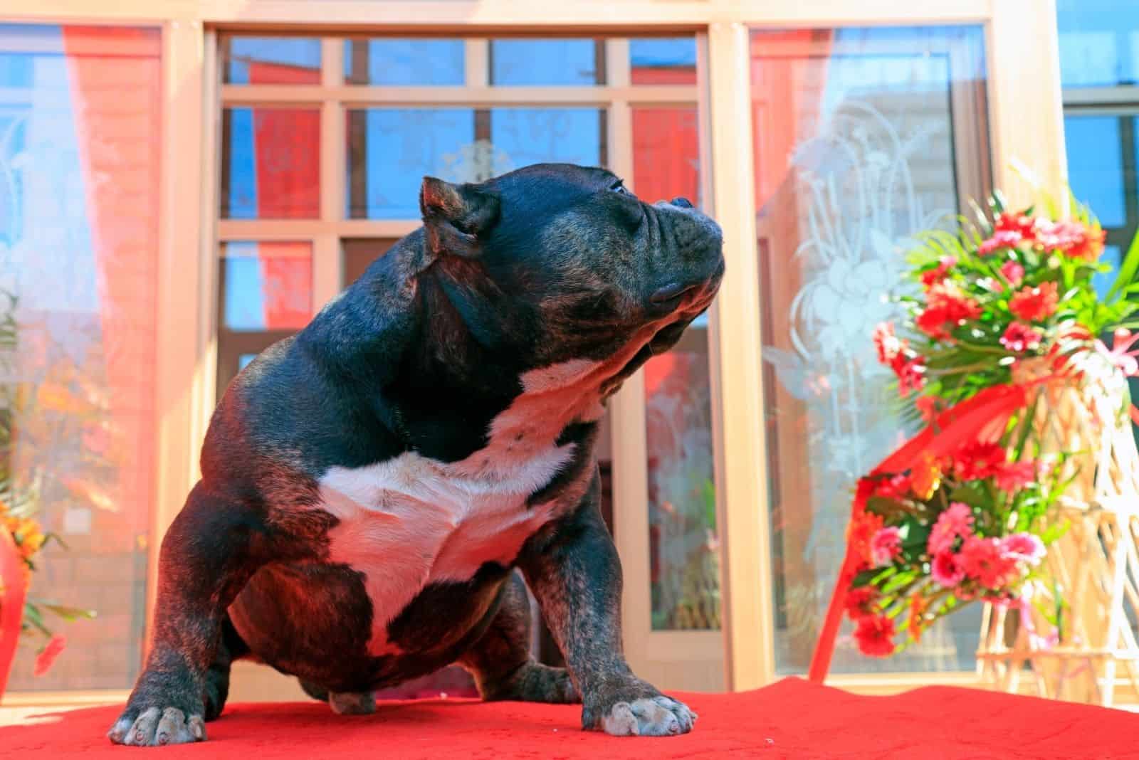 bully pitbull puppy in red carpet in the porch