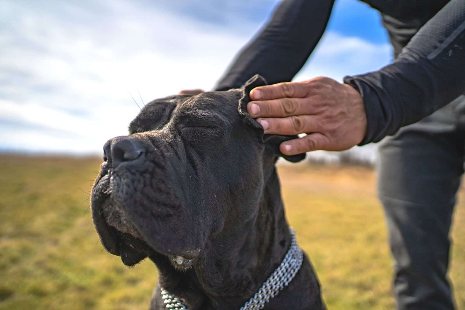 calm cane corso closing eyes with owner's hand covering its ears