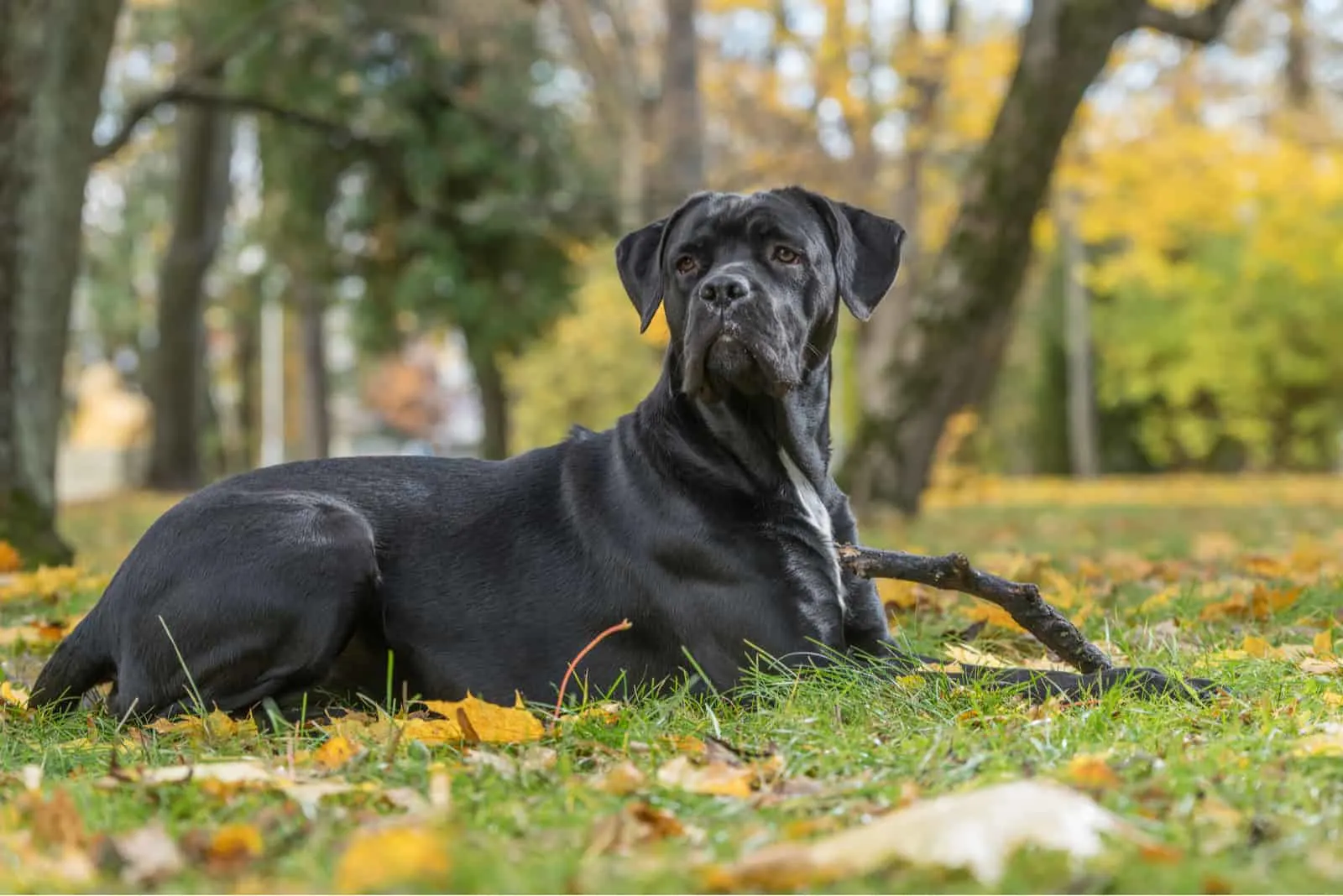 cane Corso dog lying on the leaves in park