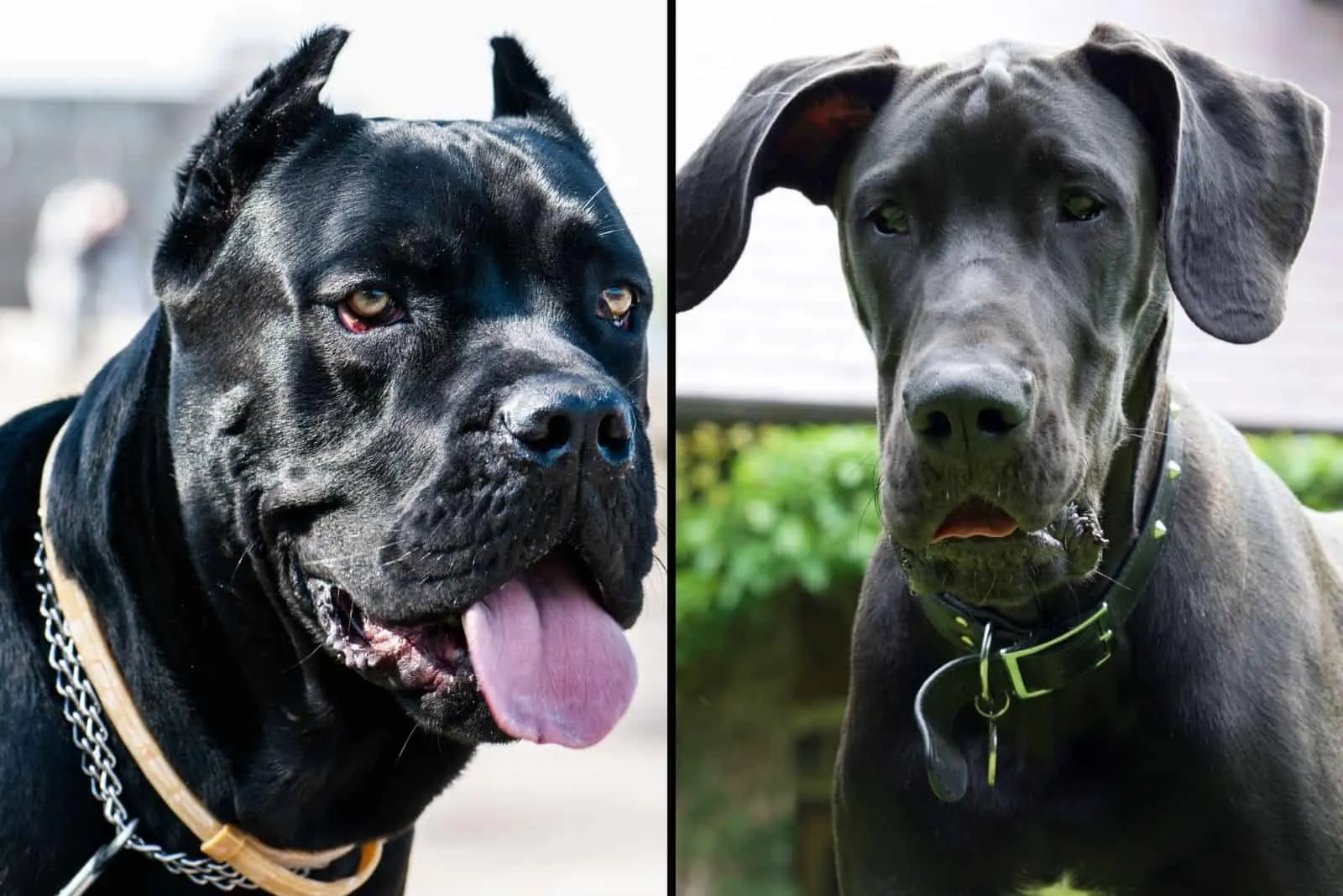 cane corso and great dane in two frames both colored black