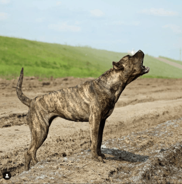 cane corso barking