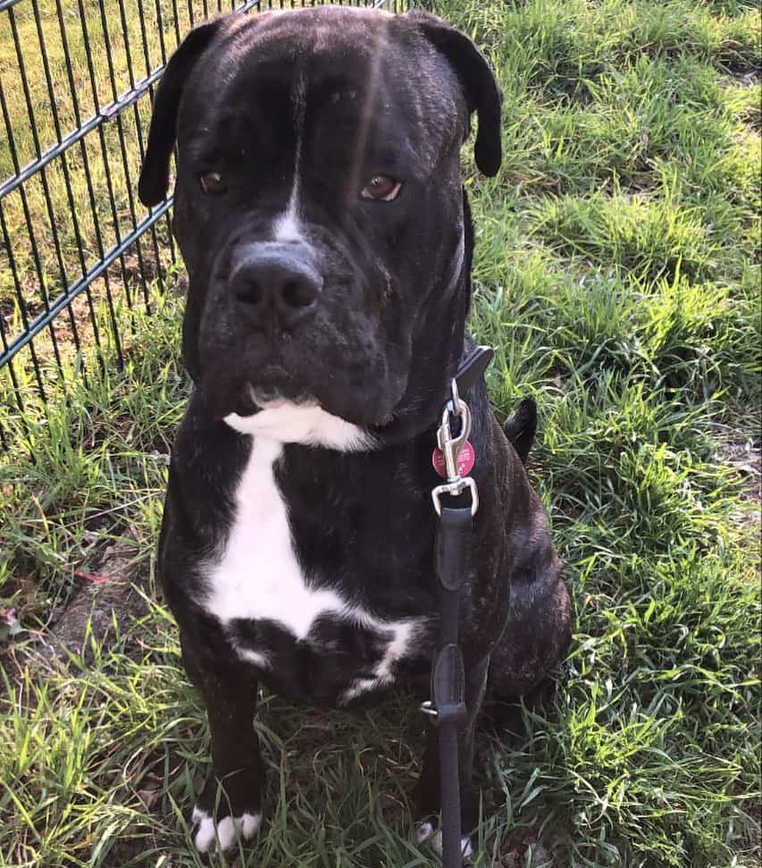 cane corso bulldog mix