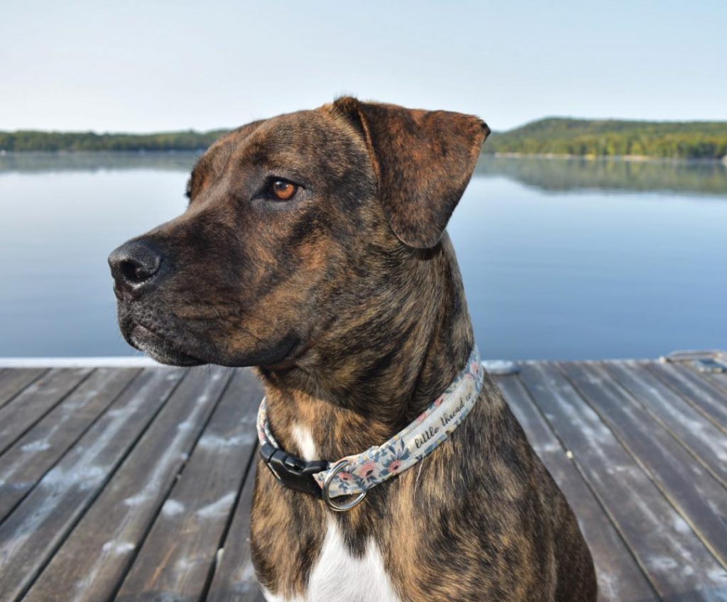 18 Cane Corso Mixes You Need To Check Out Today
